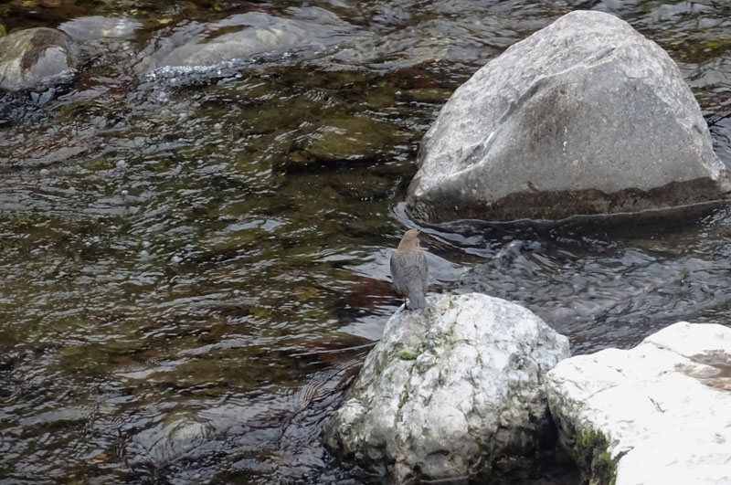 Cinclus cinclus  (Merlo acquaiolo)